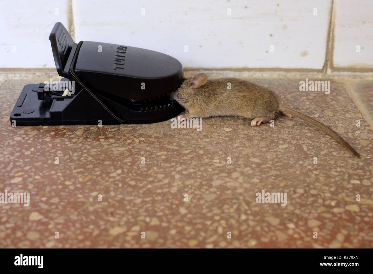 Mouse caught in trap hi-res stock photography and images - Alamy