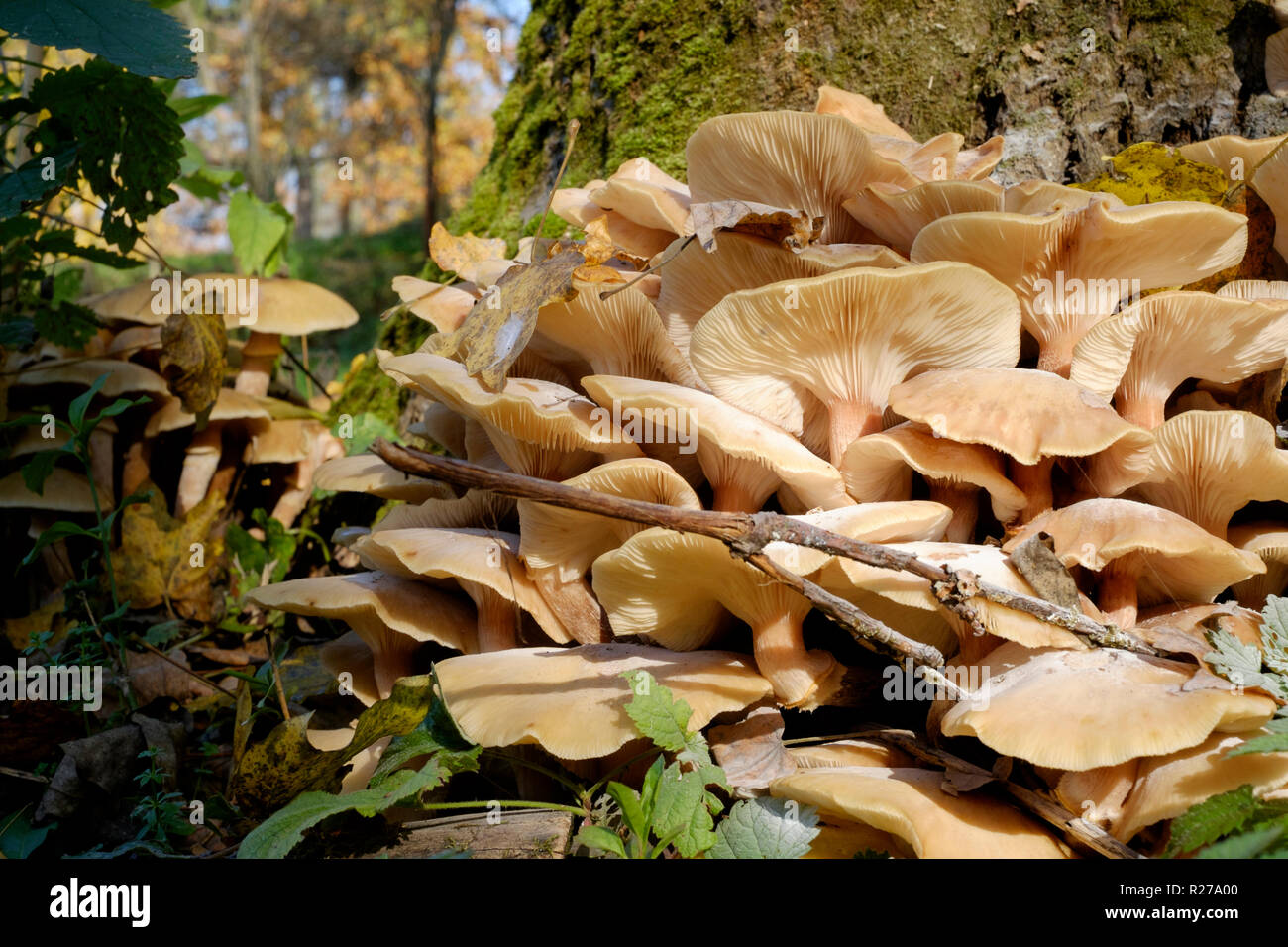 honey mushroom armillaria mellea growing around a dead tree base zala county hungary Stock Photo
