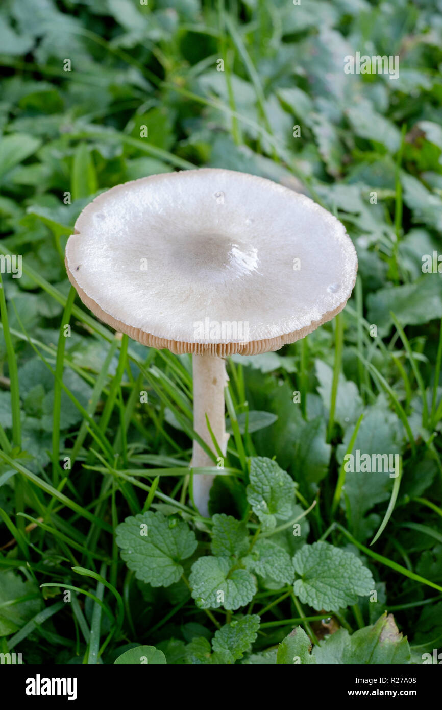 Funnel mushroom hires stock photography and images Alamy