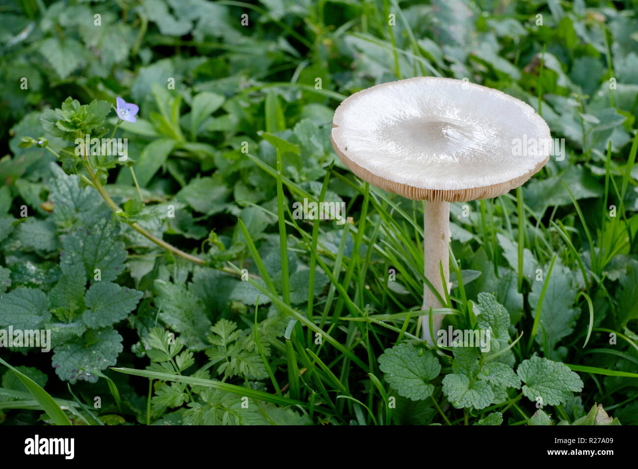 Funnel mushroom hires stock photography and images Alamy