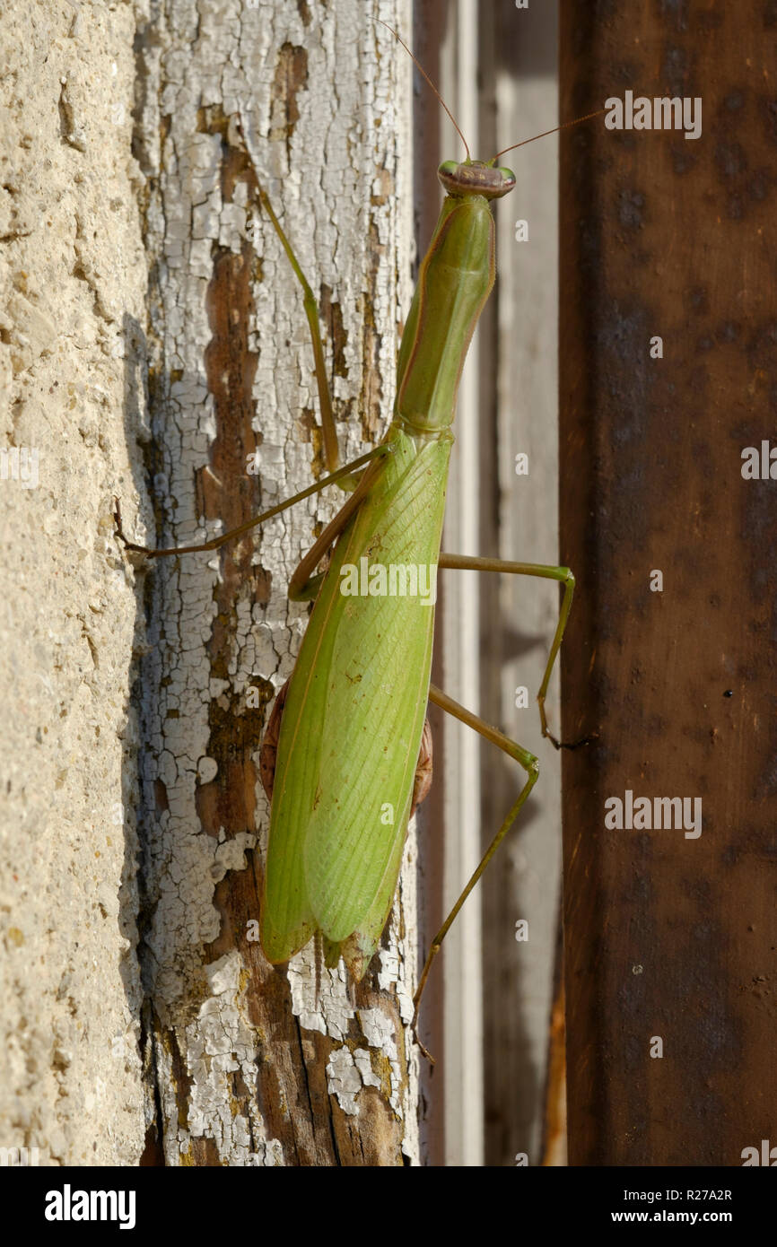 praying mantis mantis religiosa sunning itself on a rotting window frame in zala county hungary Stock Photo