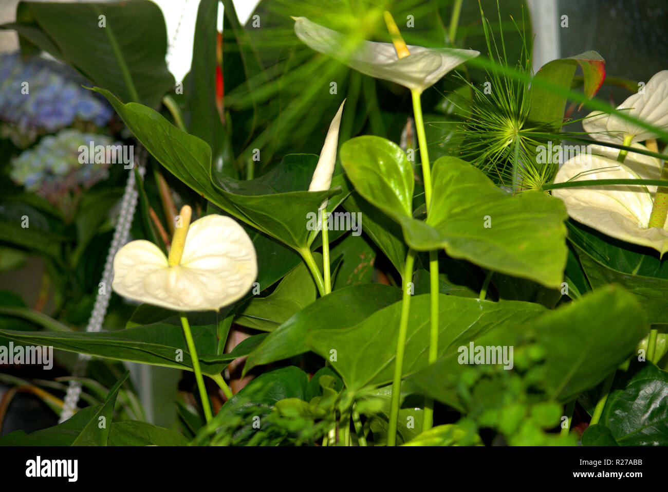 Peace lilly, Spath lily or Spathiphyllum Stock Photo