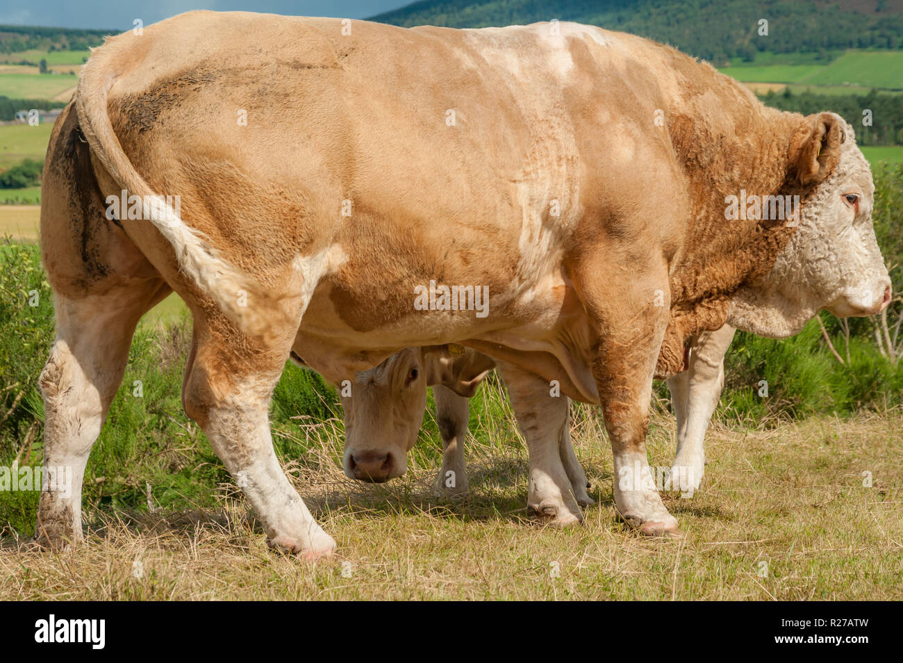 Huge Simmental bull sheltering small heifer calf that is hiding behind it and looking out at camera from underneath in a summer pasture in Scotland Stock Photo