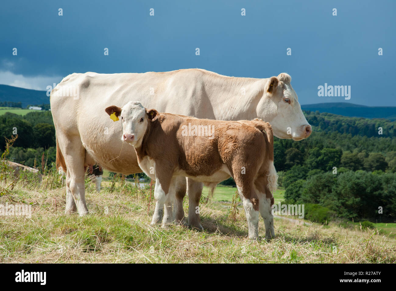 Charolais cow and calf Stock Photo