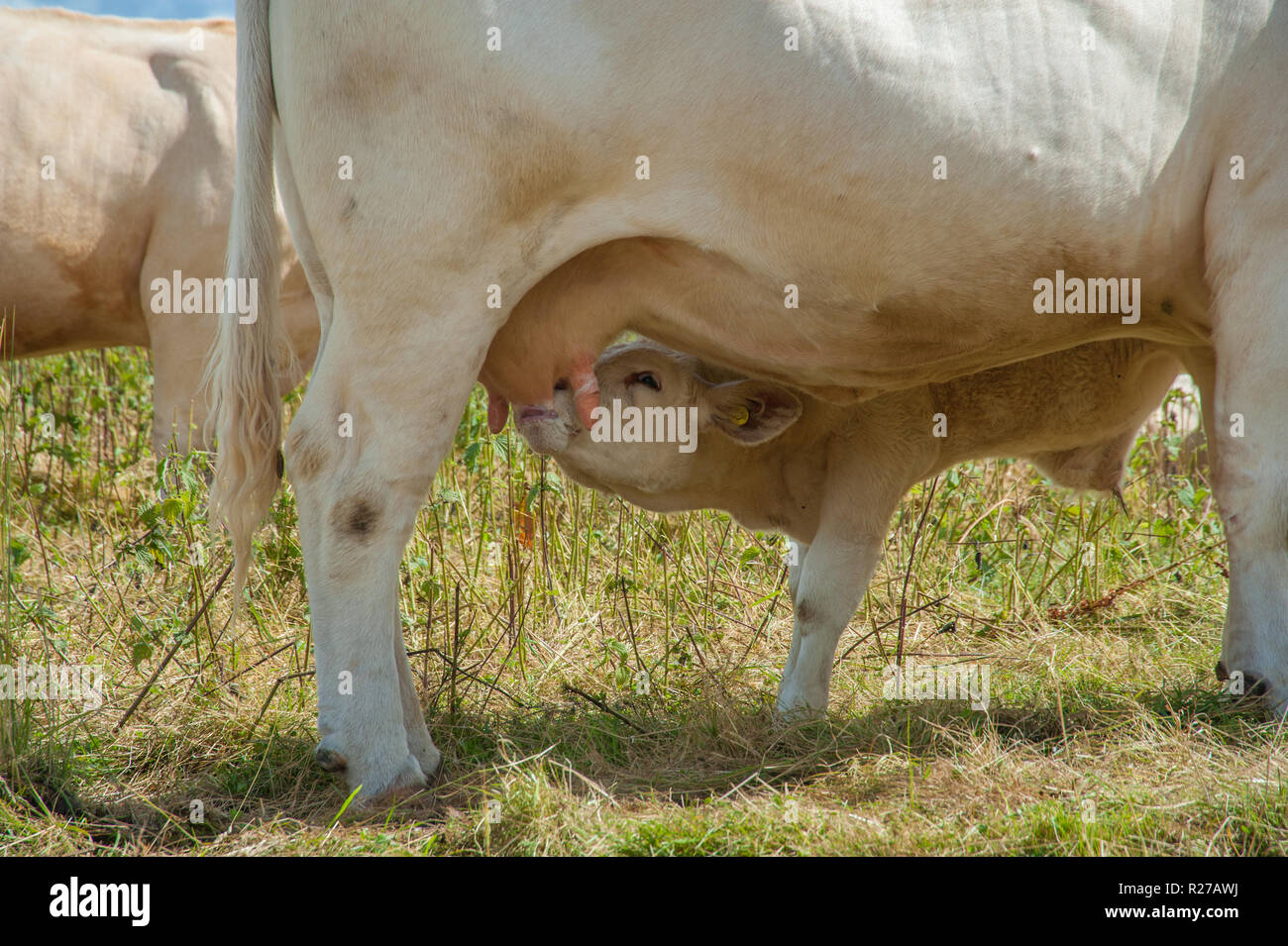 Small calf suckling milk from mother cows udder, with milky face Stock Photo
