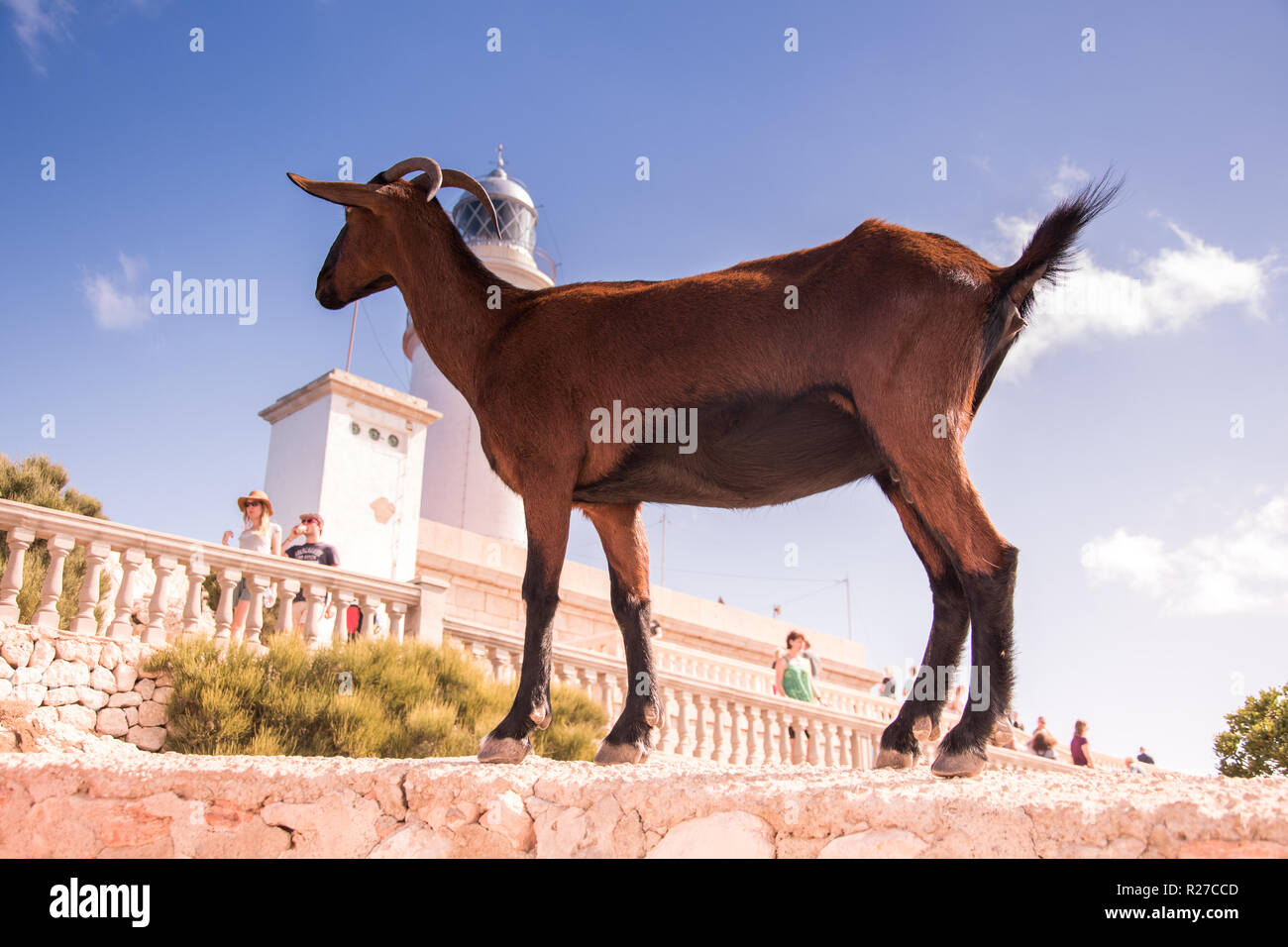 Goat stood on wall Stock Photo