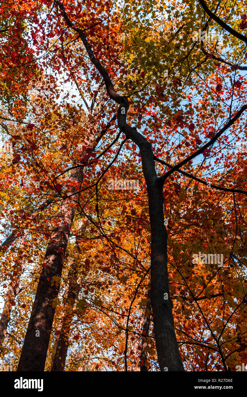 autumn-leaves-changing-color-on-trees-stock-photo-alamy