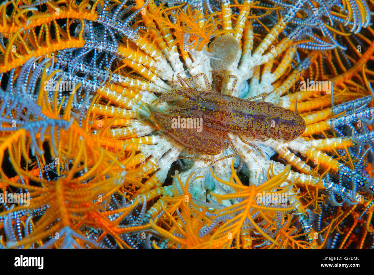 Stimpson's Snapping Shrimp (Synalpheus stimpsoni), inhabits only the central disc of crinoids  (Comanthus sp.), Halmahera, Moluccas Sea, Indonesia Stock Photo