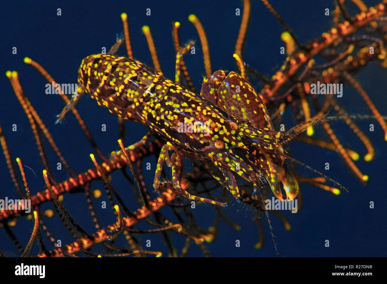 Stimpson's Snapping Shrimp (Synalpheus stimpsoni), inhabits only the central disc of crinoids  (Comanthus sp.), Halmahera, Moluccas Sea, Indonesia Stock Photo
