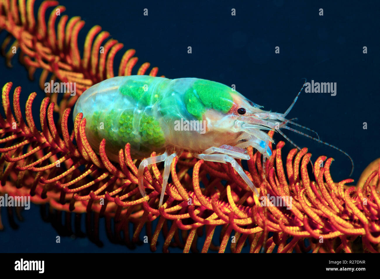 Carinate snapping shrimp (Synalpheus carinatus) with eggs on a feather star, Walindi, Papua New Guinea Stock Photo