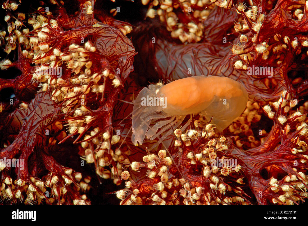 White snapping shrimp (Alpheidae) on a soft coral, Walindi, Papua New Guinea Stock Photo