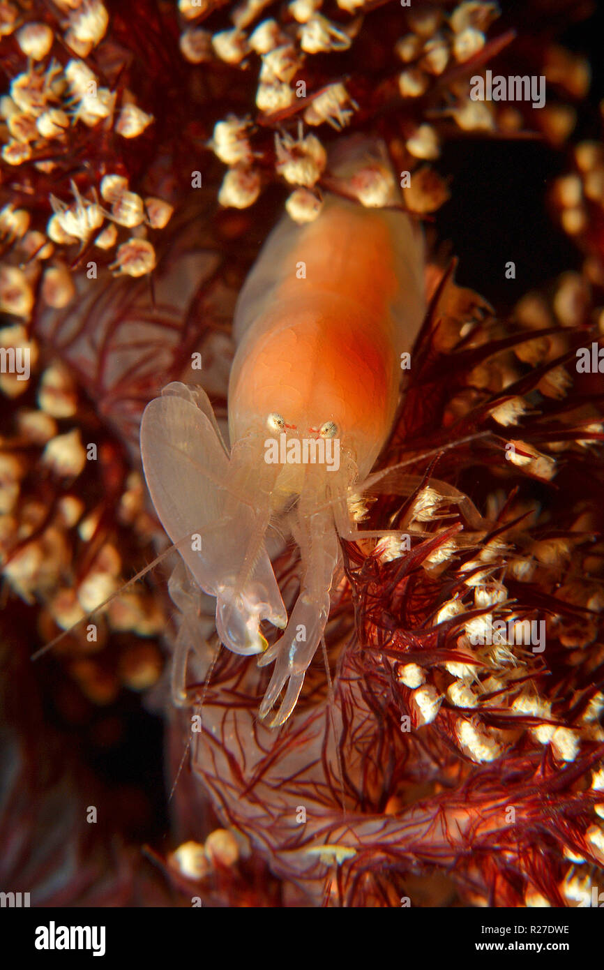 White snapping shrimp (Alpheidae) on a soft coral, Walindi, Papua New Guinea Stock Photo