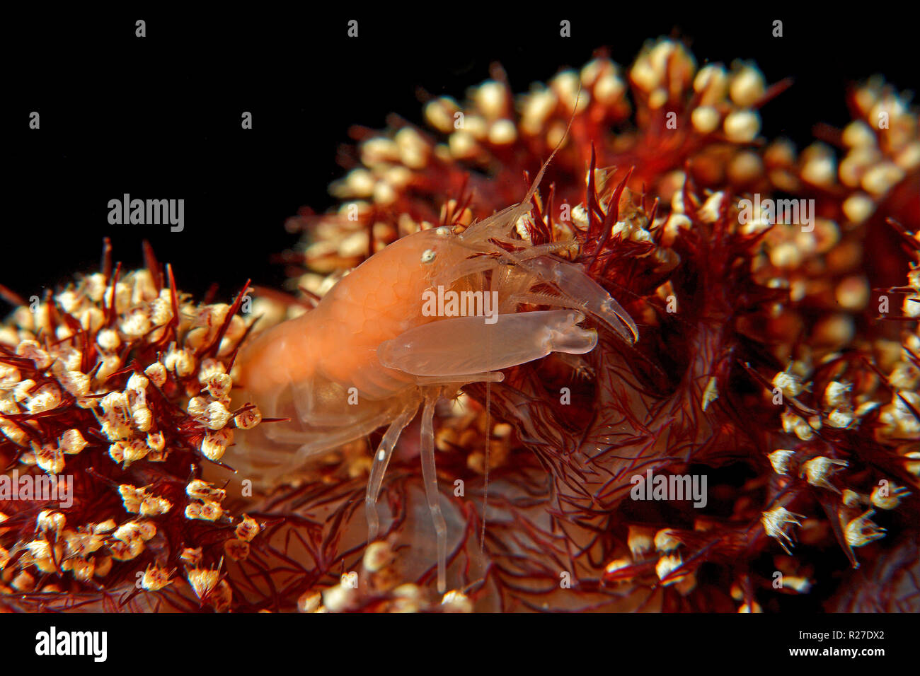 White snapping shrimp (Alpheidae) on a soft coral, Walindi, Papua New Guinea Stock Photo