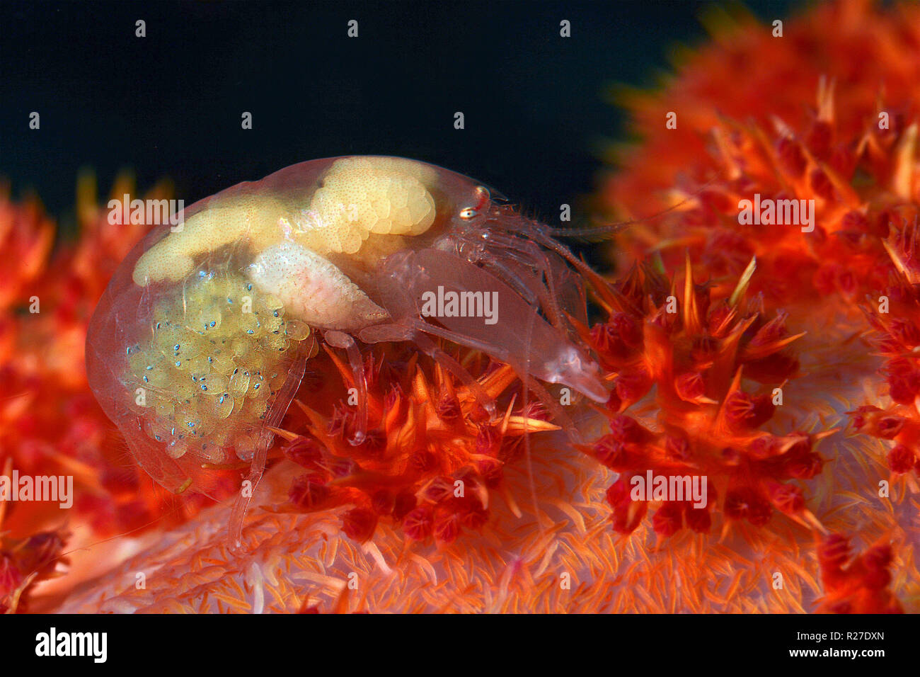 White snapping shrimp (Alpheidae) with eggs on a soft coral, Walindi, Papua New Guinea Stock Photo