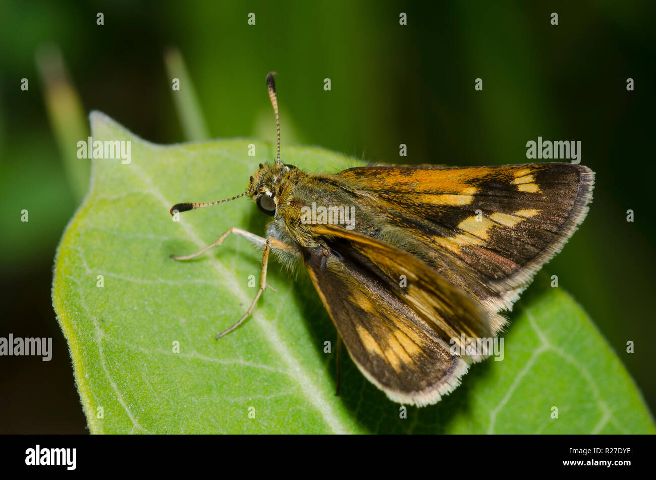 Long Dash, Limochores mystic, female Stock Photo