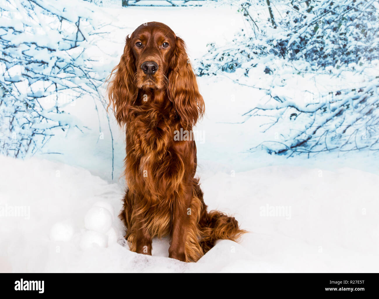 Red Irish Setter Dog in Calendar Themed Studio Pose Stock Photo