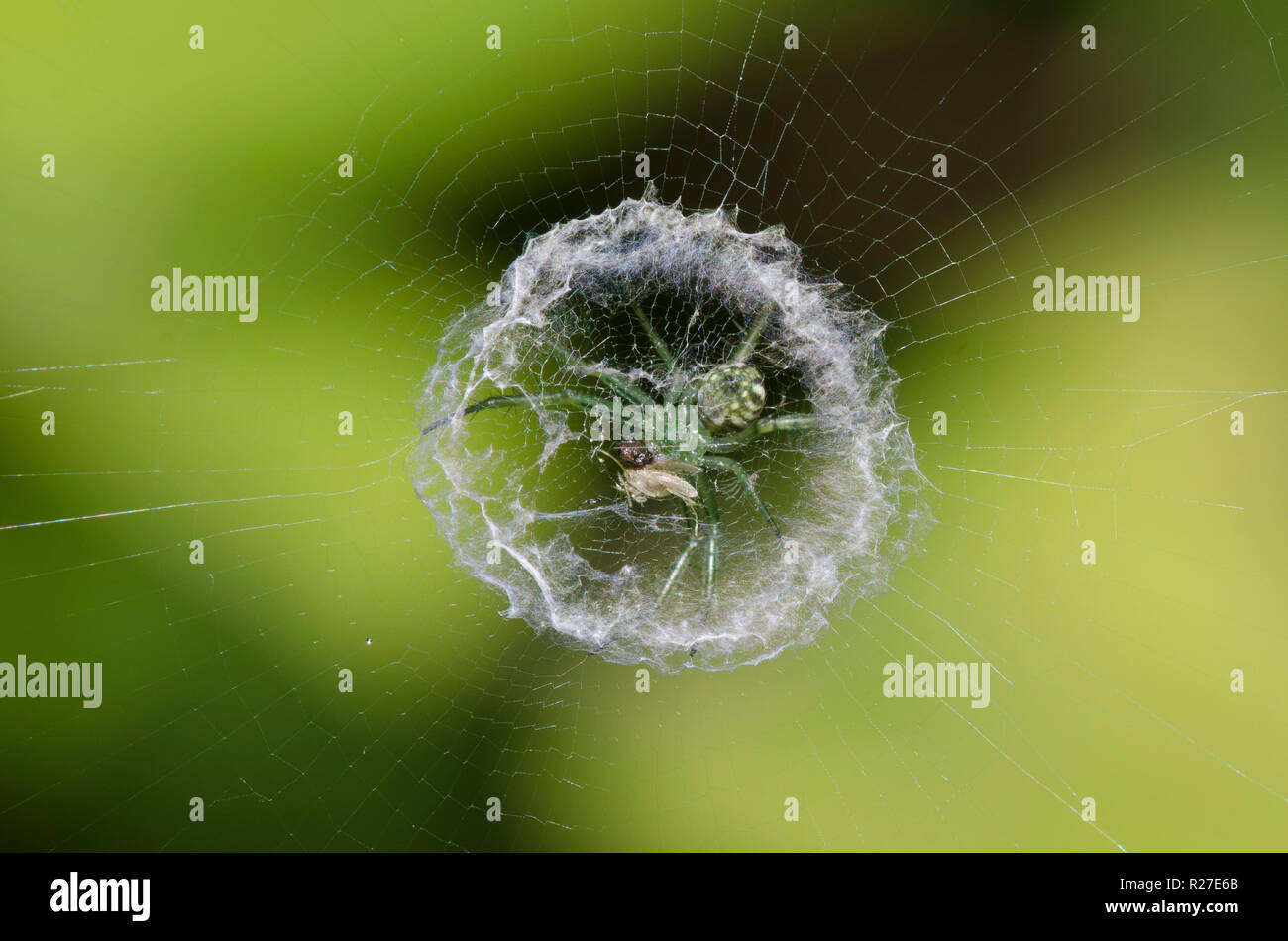 Orb Weaving Spider, Mangora sp., with prey and behind stabilimentum Stock Photo
