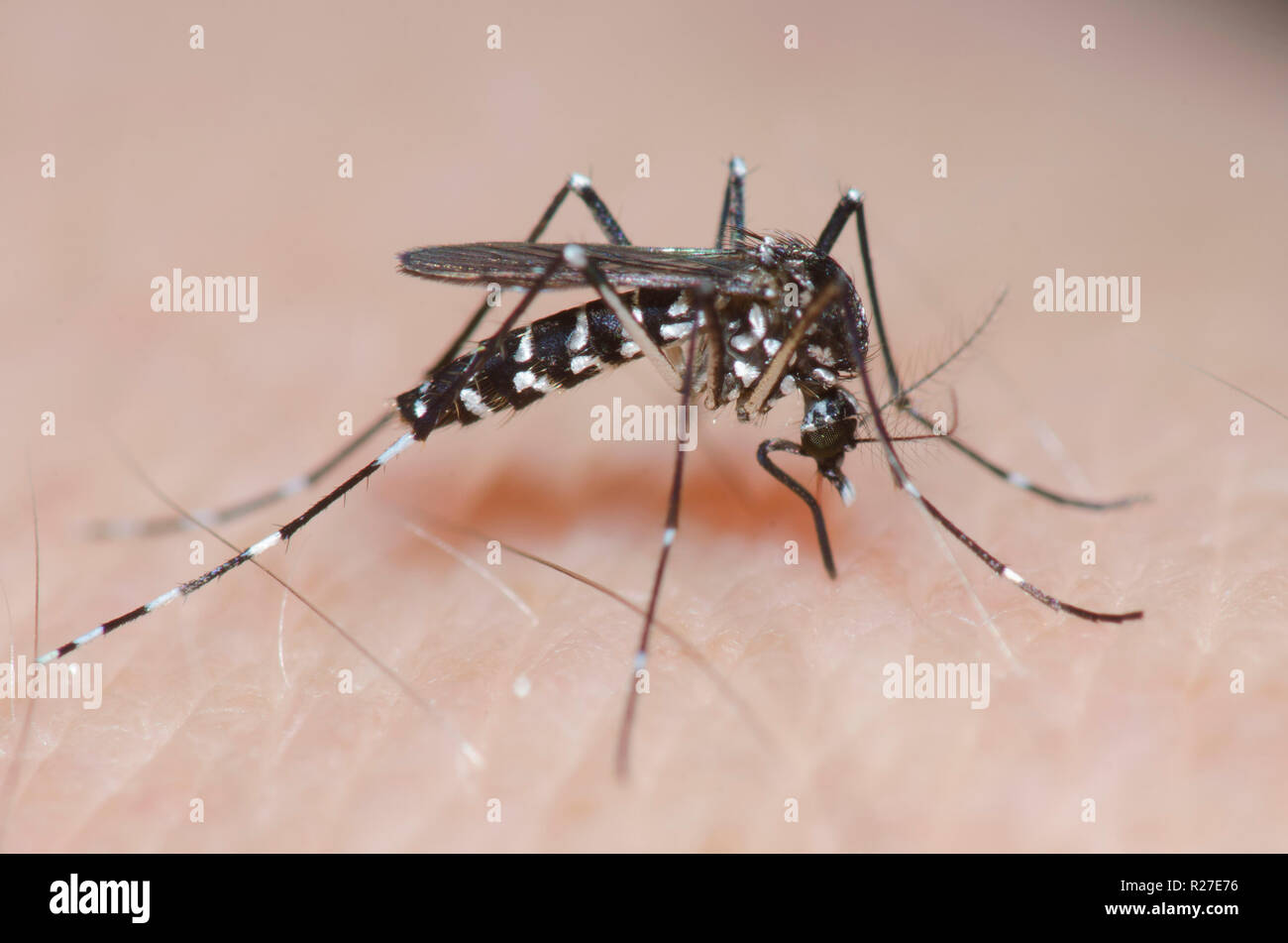 Asian Tiger Mosquito, Aedes albopictus, biting human skin and engorging in blood Stock Photo