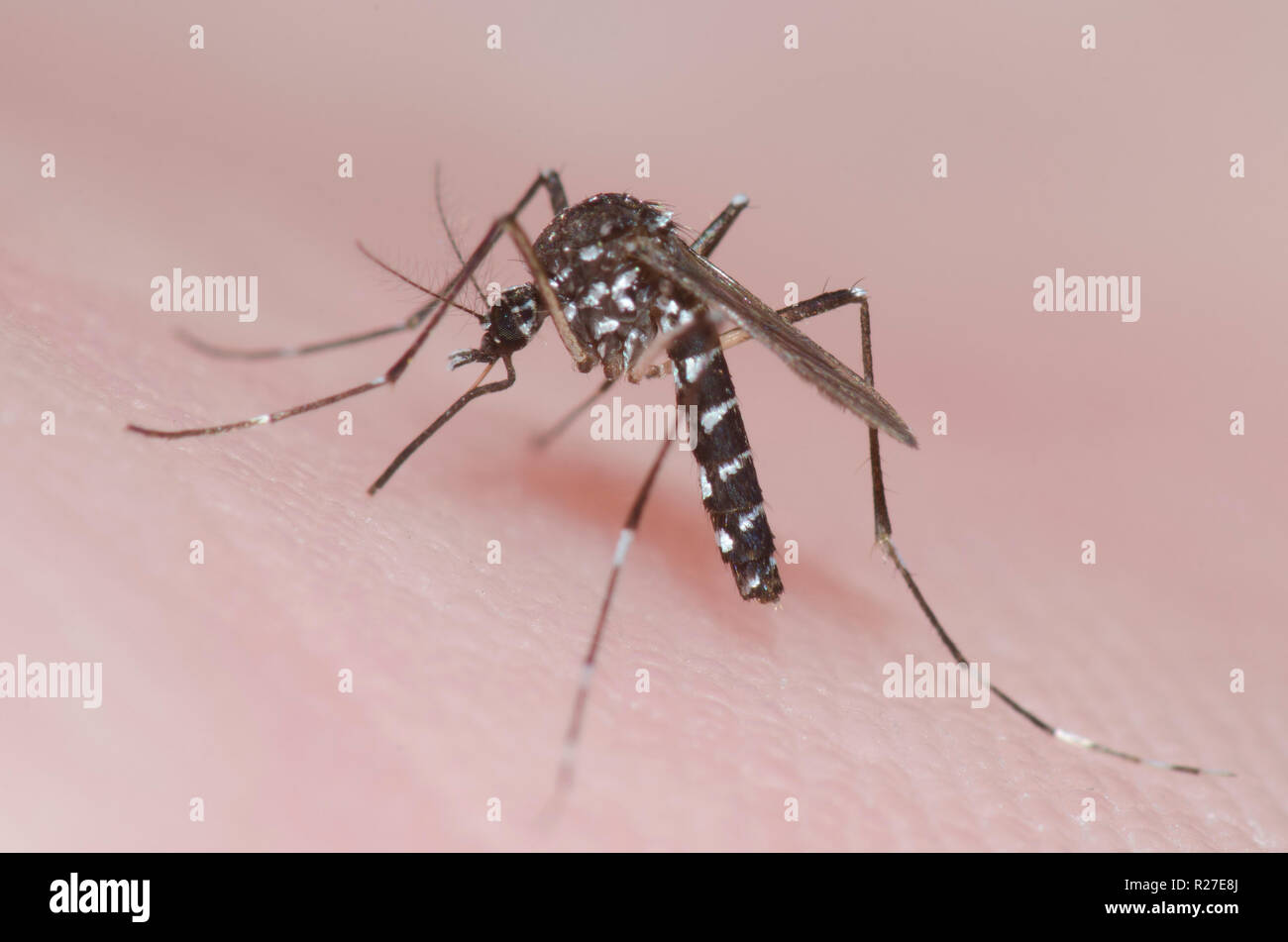 Asian tiger mosquito hires stock photography and images Alamy