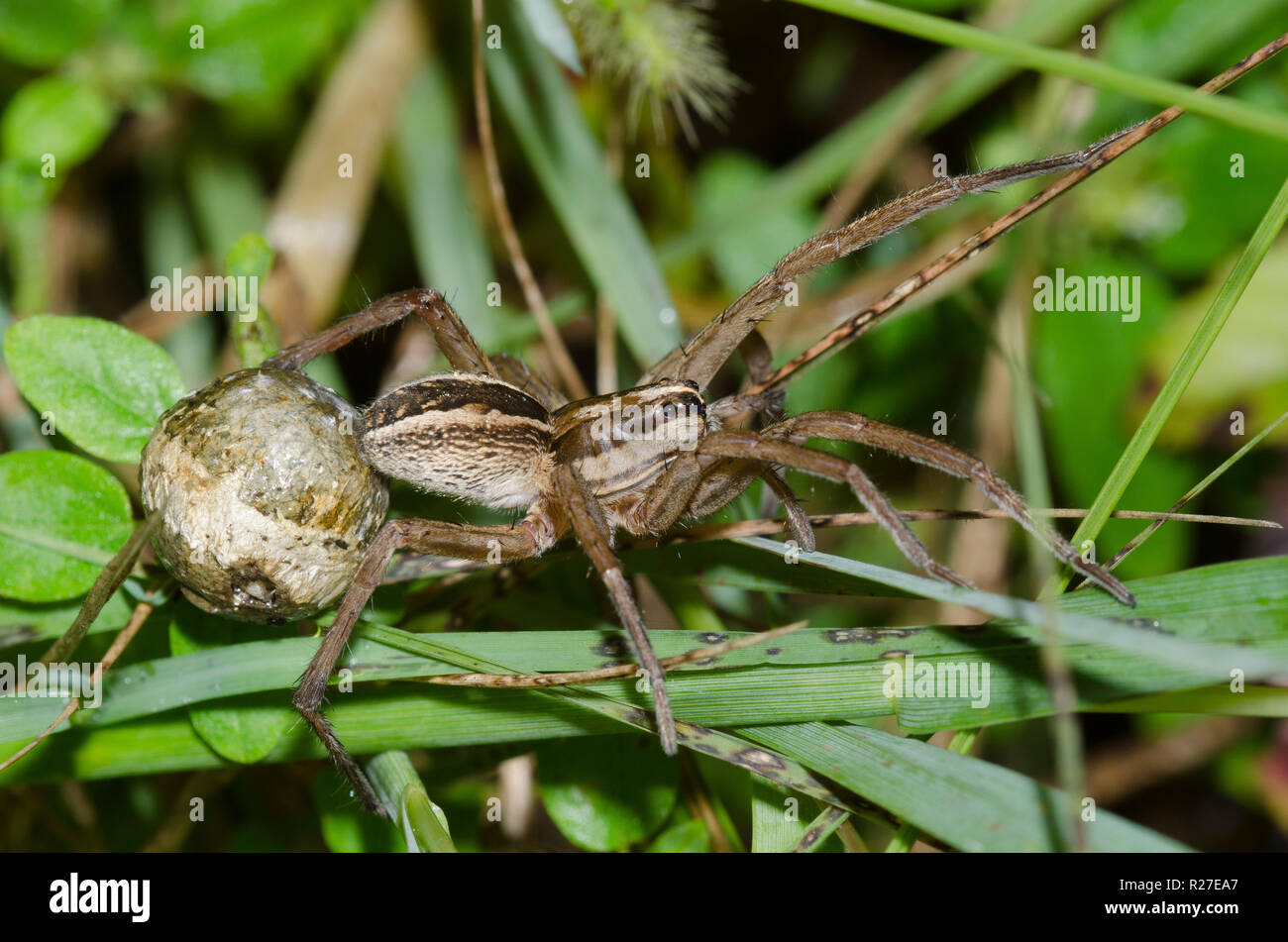 Rabid Wolf Spider, Rabidosa rabida, female with egg case Stock Photo