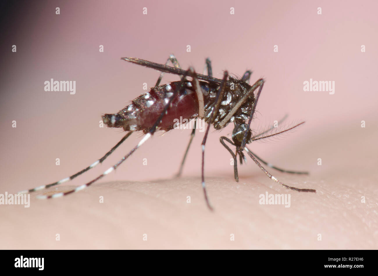 Asian Tiger Mosquito Aedes Albopictus Biting Human Skin And Engorging