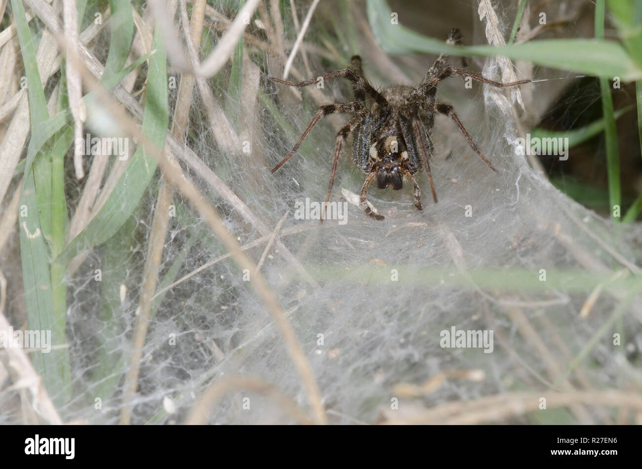 Funnelweb Spider, Family Agelenidae Stock Photo