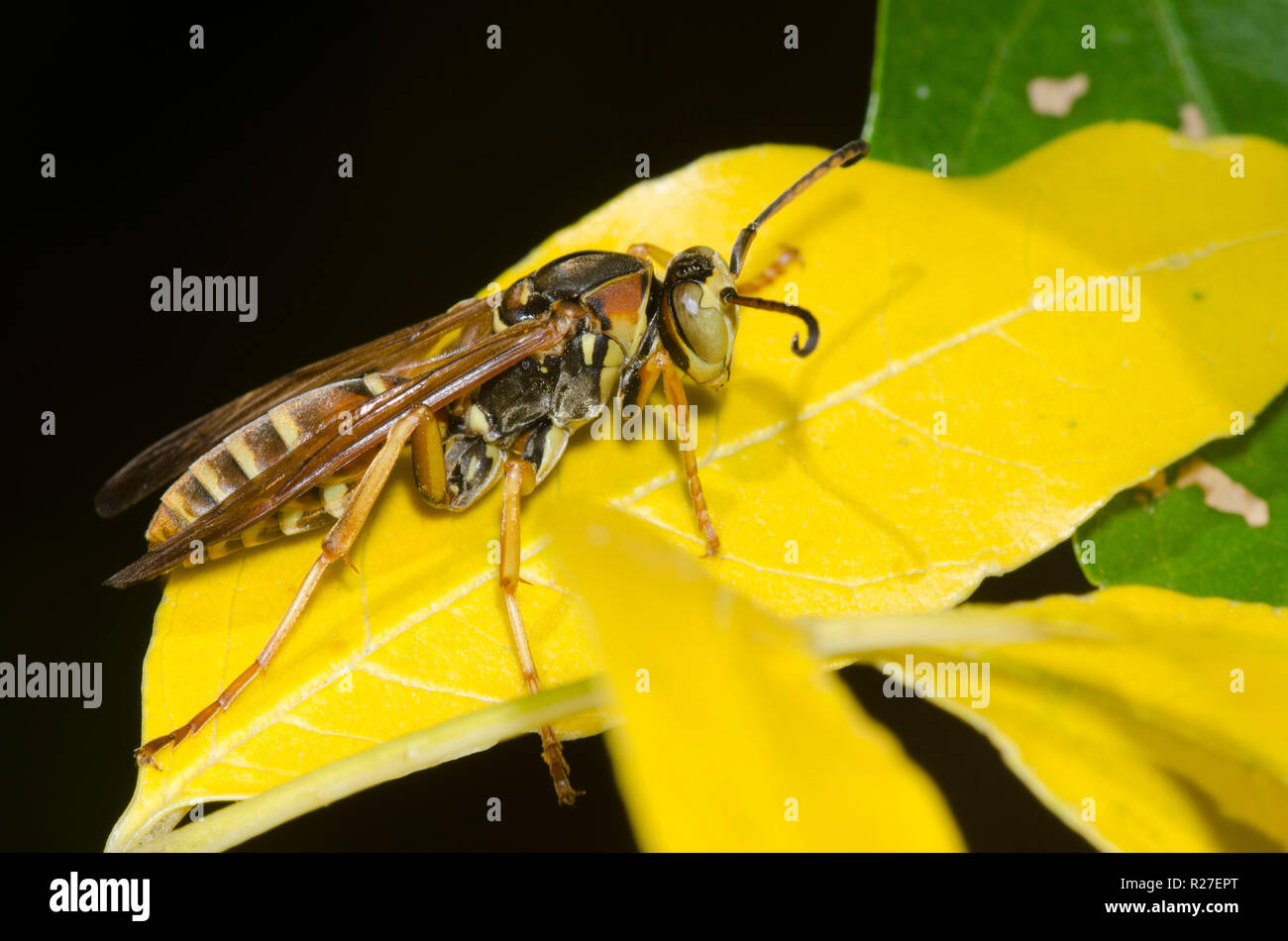 Northern Paper Wasp, Polistes fuscatus, male Stock Photo