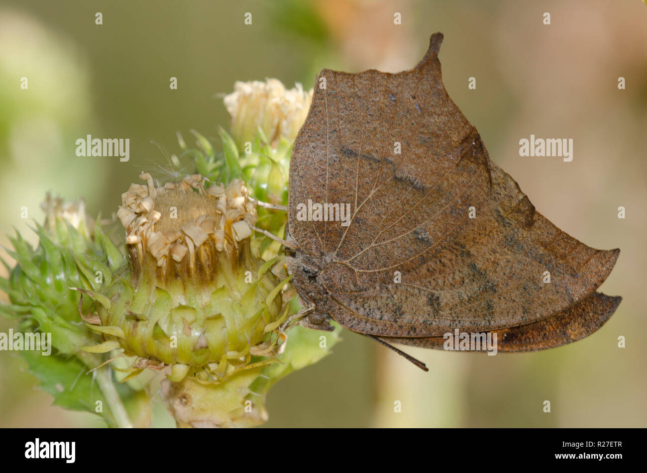 Goatweed Leafwing, Anaea andria, probing Spanish Gold, Grindelia papposa Stock Photo