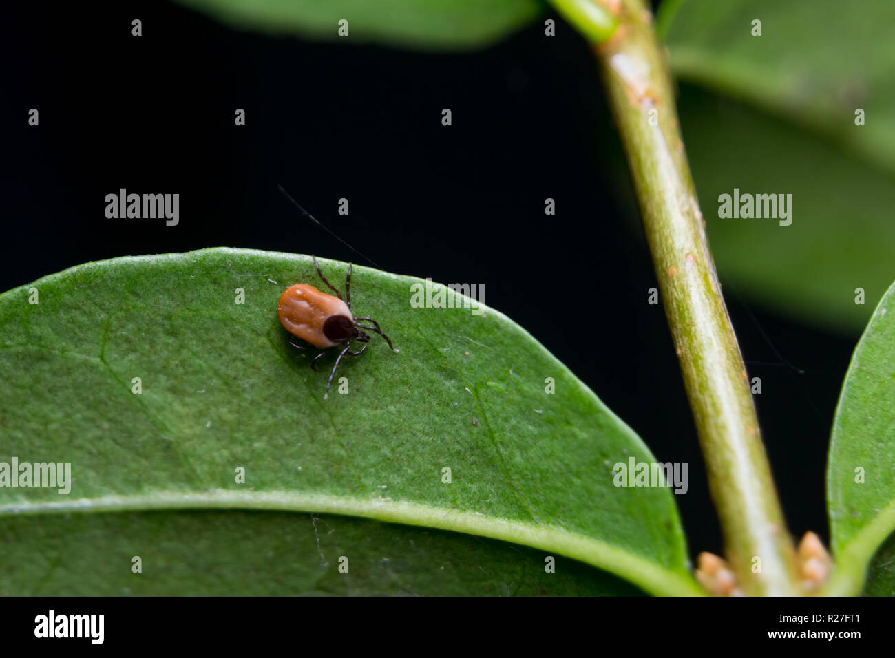 Tick on the leaf,  grass Stock Photo