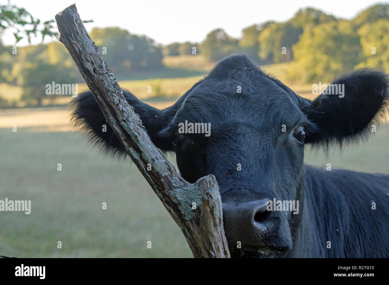 Black angus cow hires stock photography and images Alamy