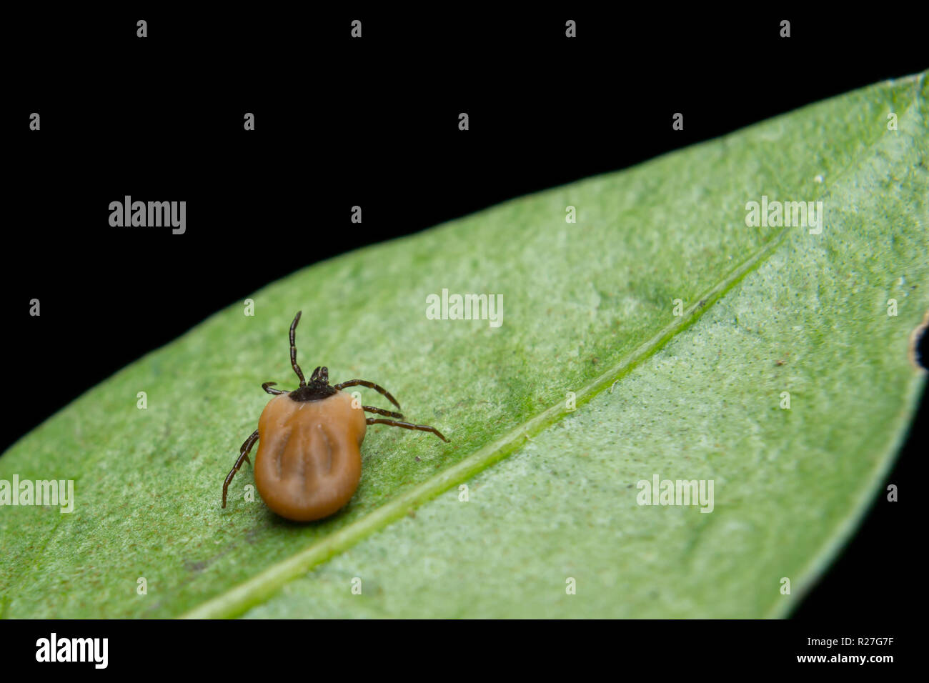 Tick on the leaf, grass Stock Photo Alamy