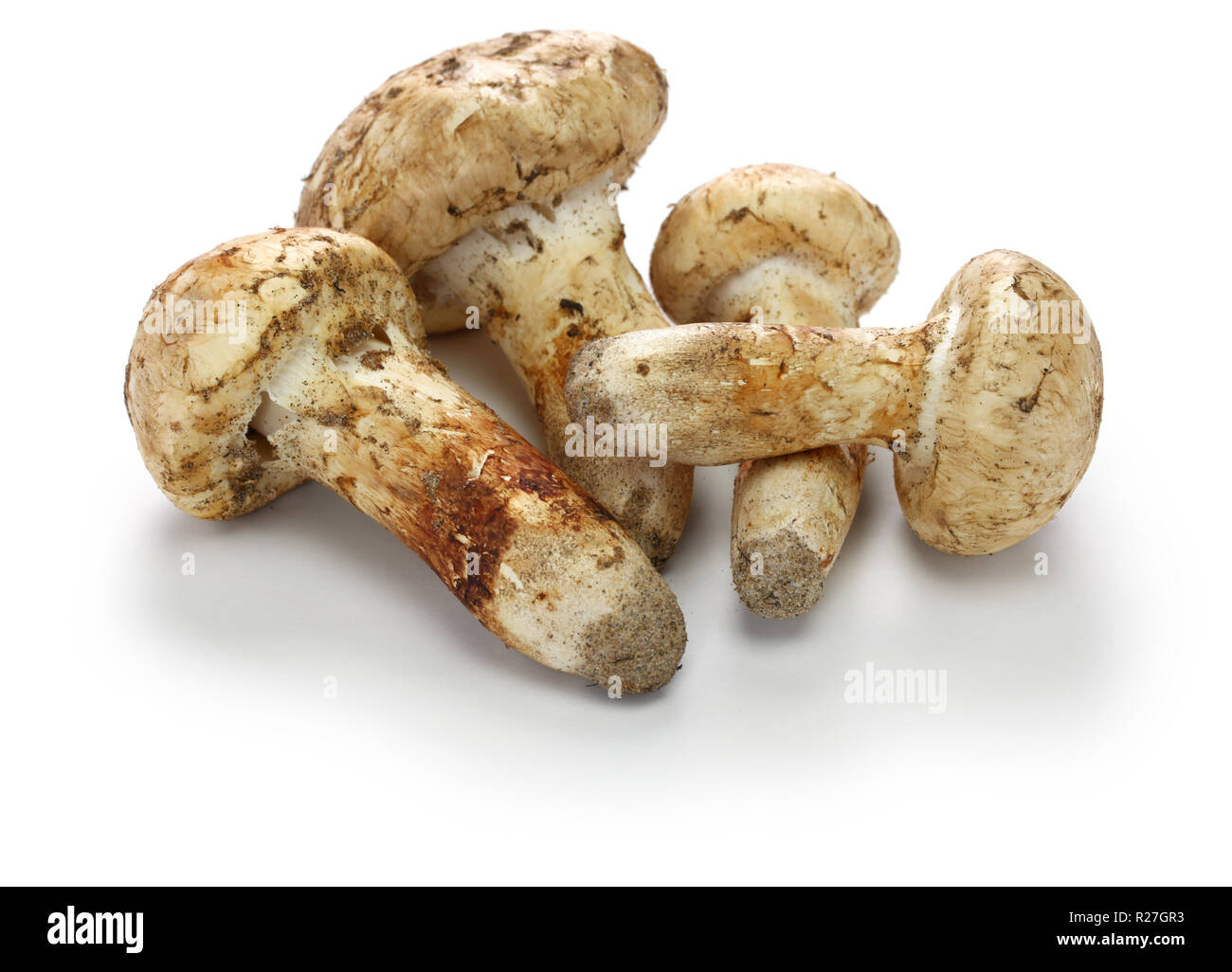 matsutake mushroom isolated on white background Stock Photo Alamy