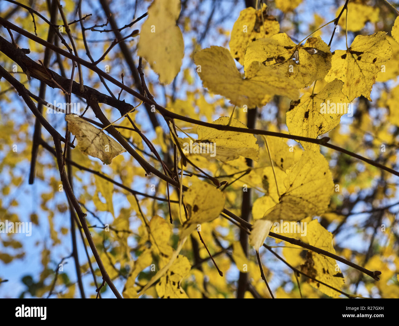 Shot of a tree with yellow leaves and its branches at the park in ...