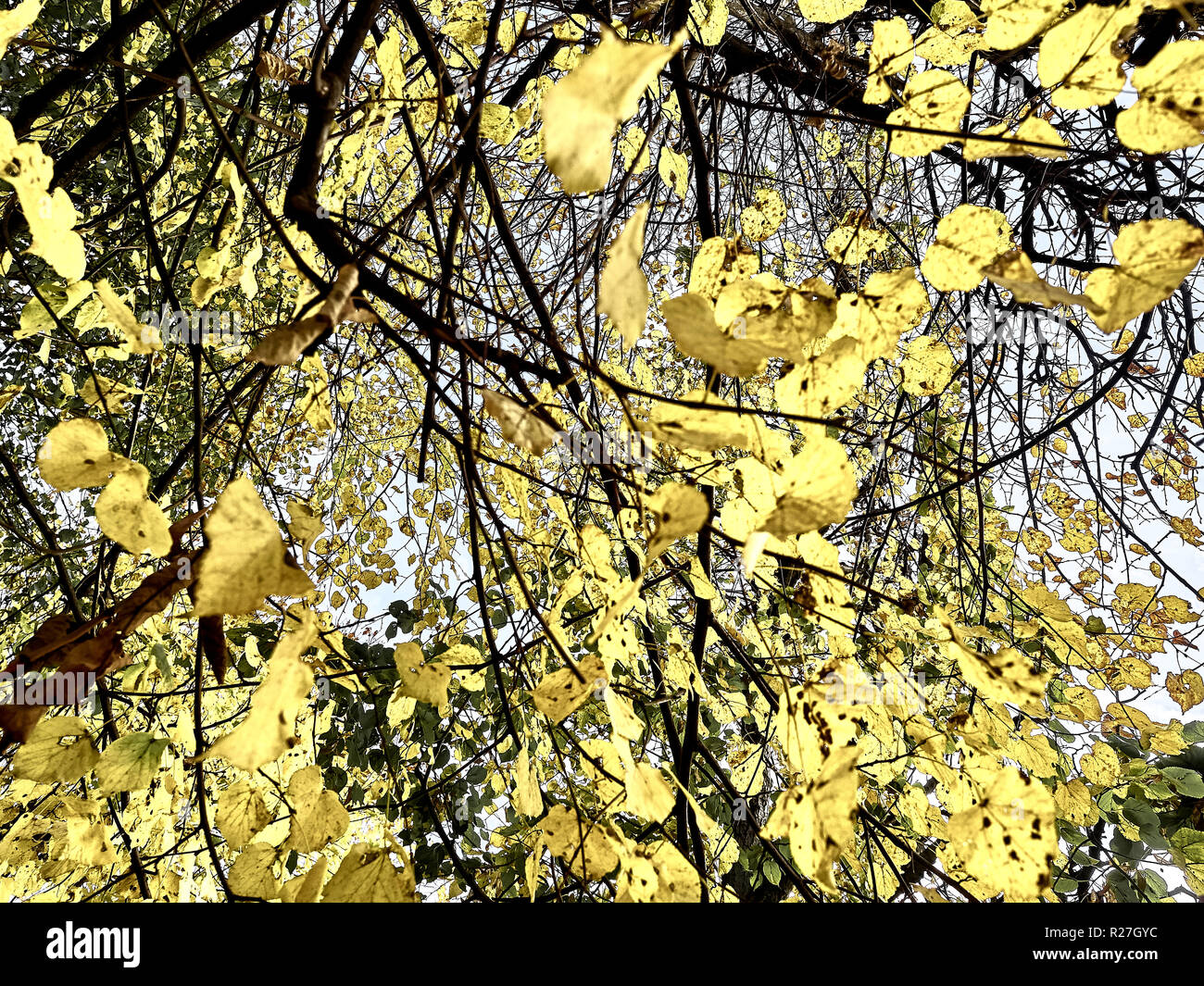 Shot of a tree with yellow leaves and its branches at the park in ...