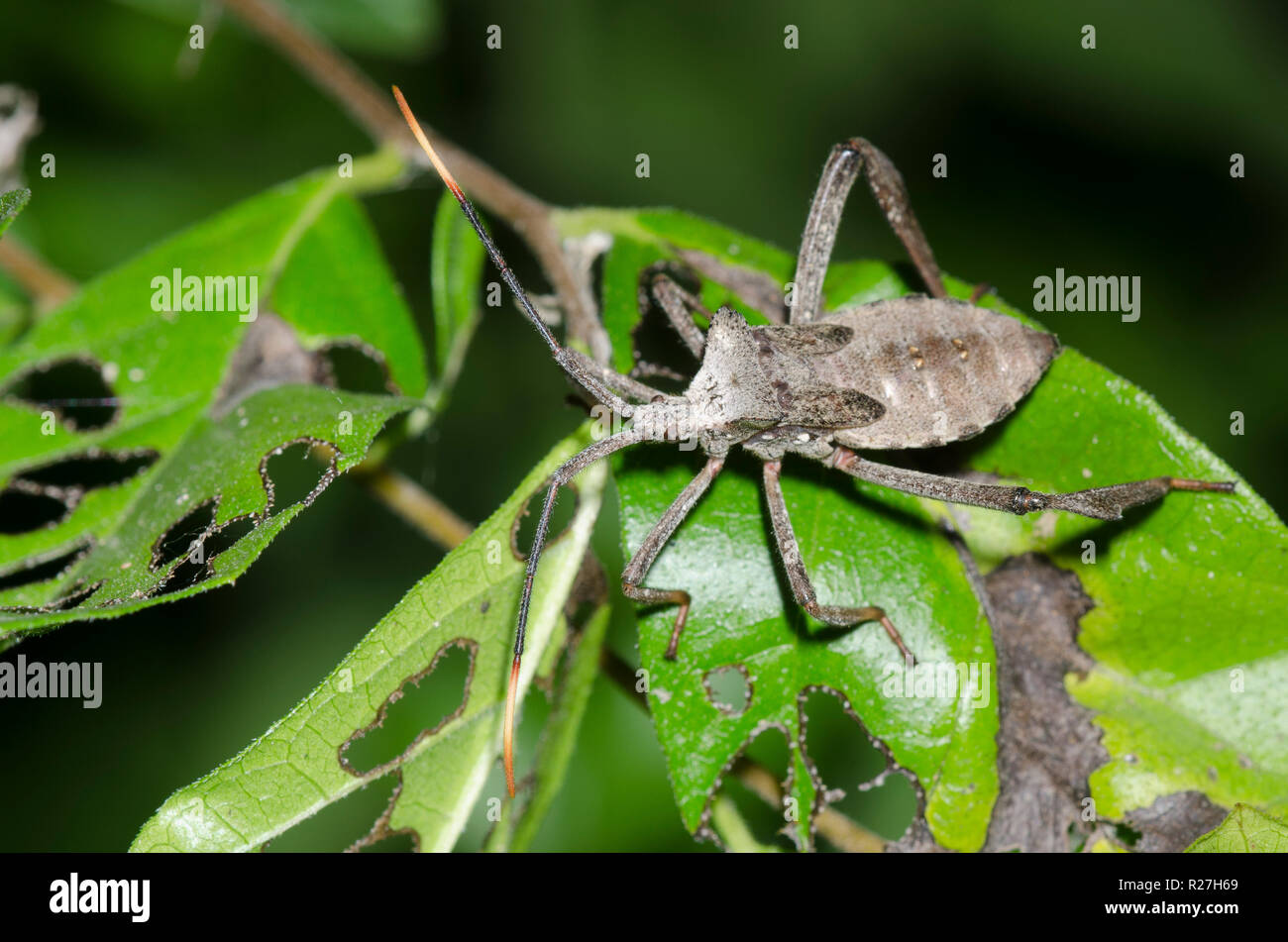 Leaf-footed Bug, Family Coreidae Stock Photo