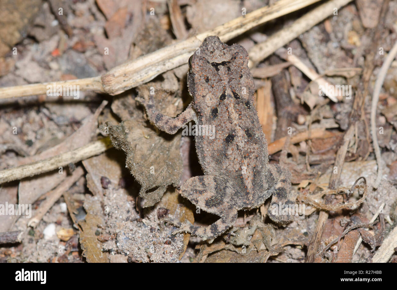 Cane Toad, Rhinella marina, juvenile camouflaged on ground Stock Photo
