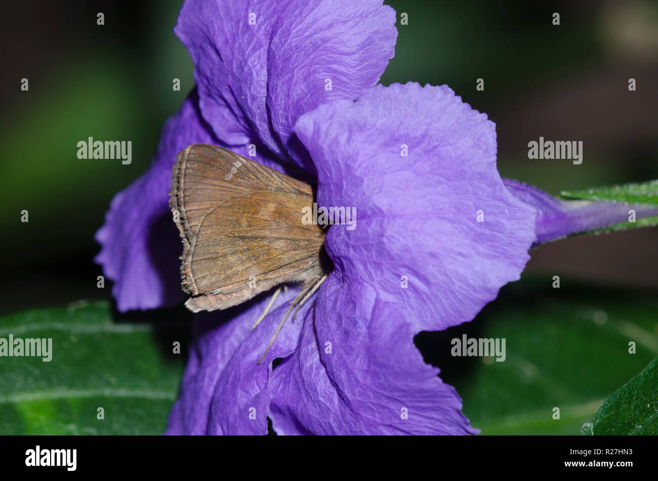 Clouded Skipper, Lerema accius, tucked deep in Mexican petunia, Ruellia simplex, trying to reach the nectar Stock Photo