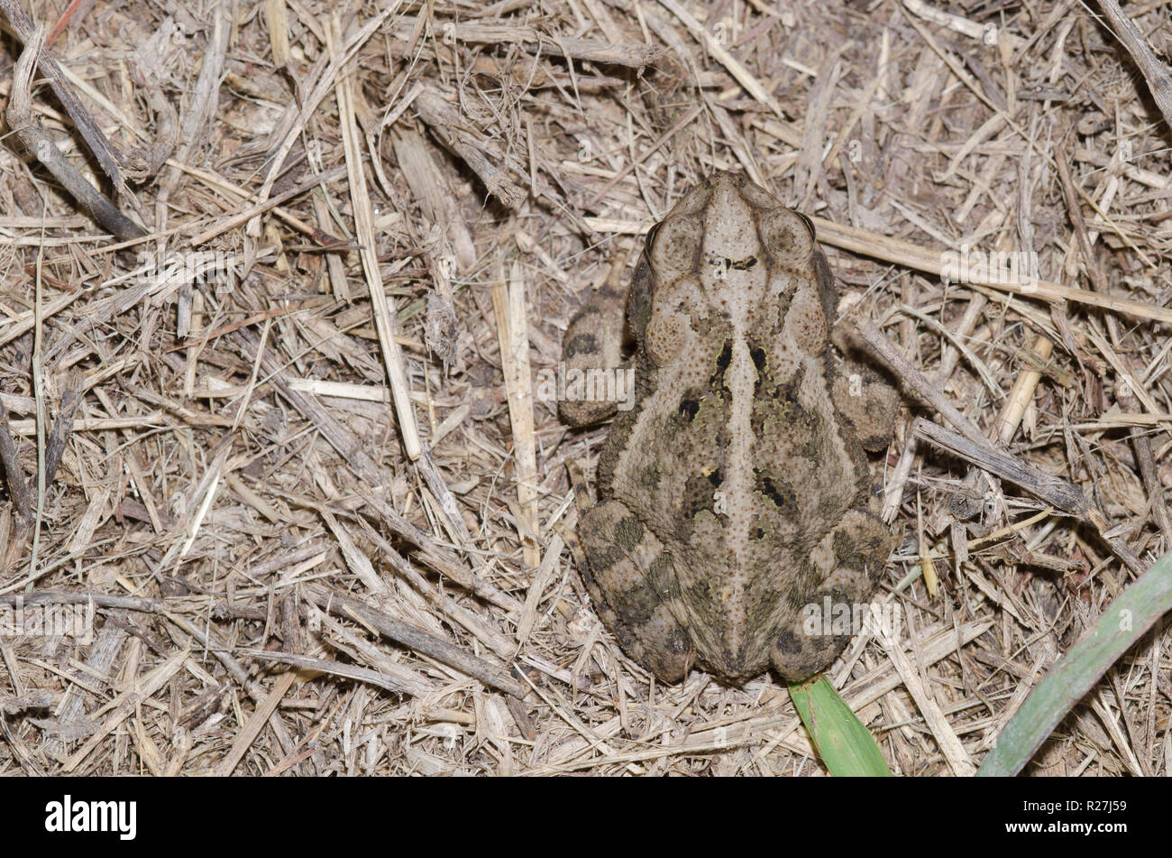 Gulf Coast Toad, Nebulifer valliceps, juvenile camouflaged on the ground Stock Photo