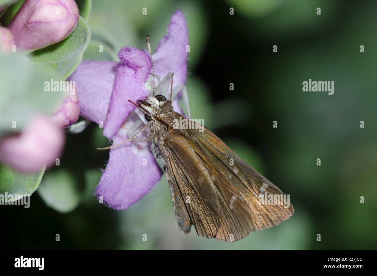 Crab Spider, Family Thomisidae with Ocherous Skipper, Lerema ochrius, on Texas sage, Leucophyllum frutescens Stock Photo