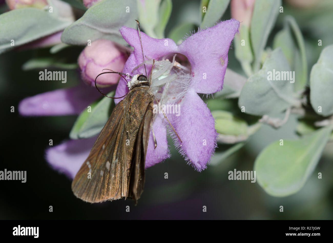 Crab Spider, Family Thomisidae with Clouded Skipper, Lerema accius, on