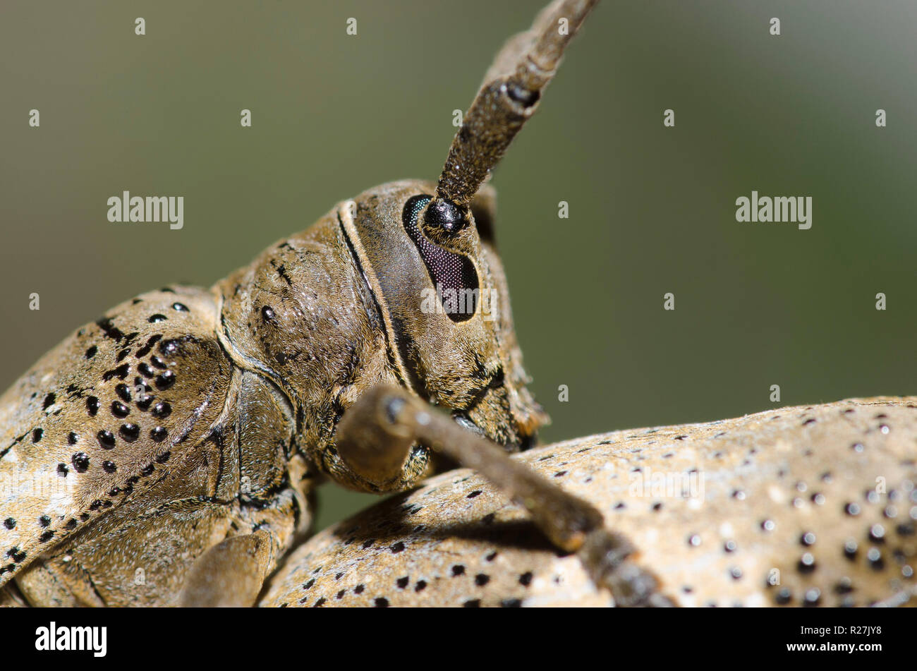 Huisache Girdlers, Oncideres pustulata, mating, close-up of male Stock Photo