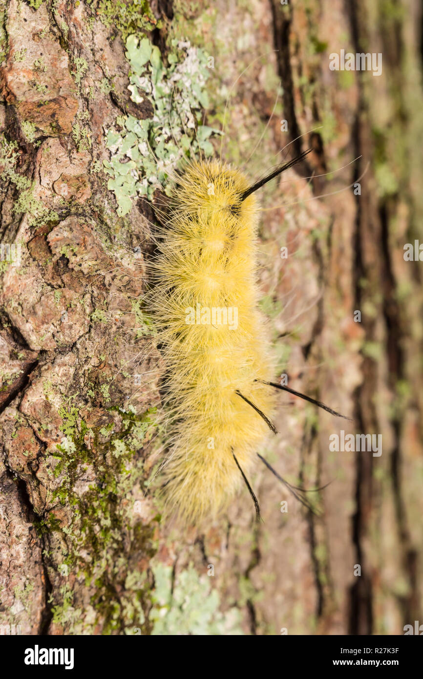 An American Dagger Moth (Acronicta americana) caterpillar (larva) perches on the side of a tree. Stock Photo