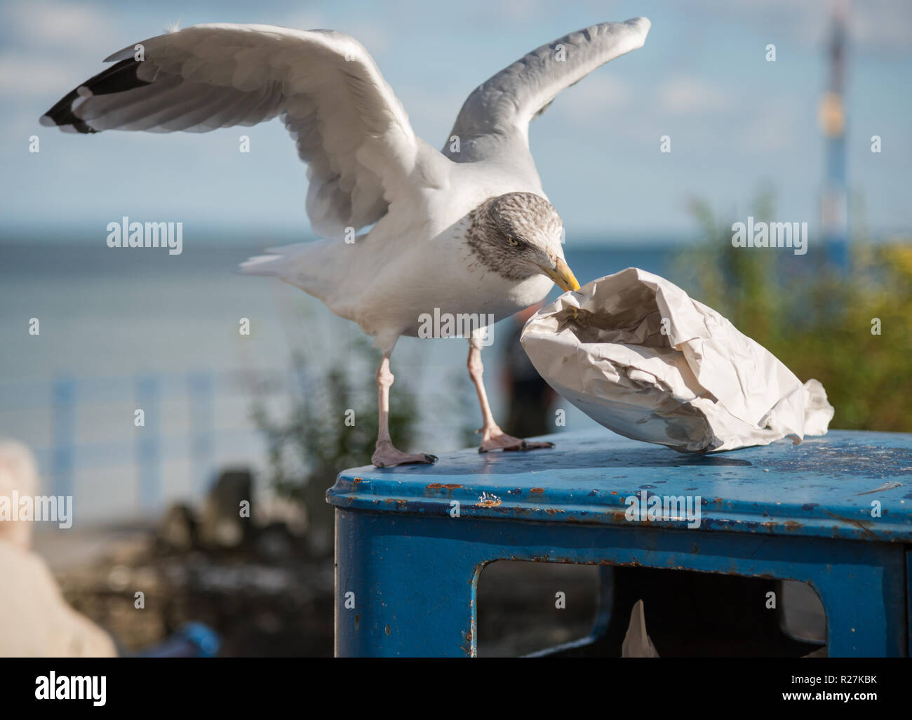 Herring gull (Larus argentatus) scavenging for food from discarded fast food paper wrapping at the coastal resort of Saundersfoot, Pembrokeshire. Wale Stock Photo