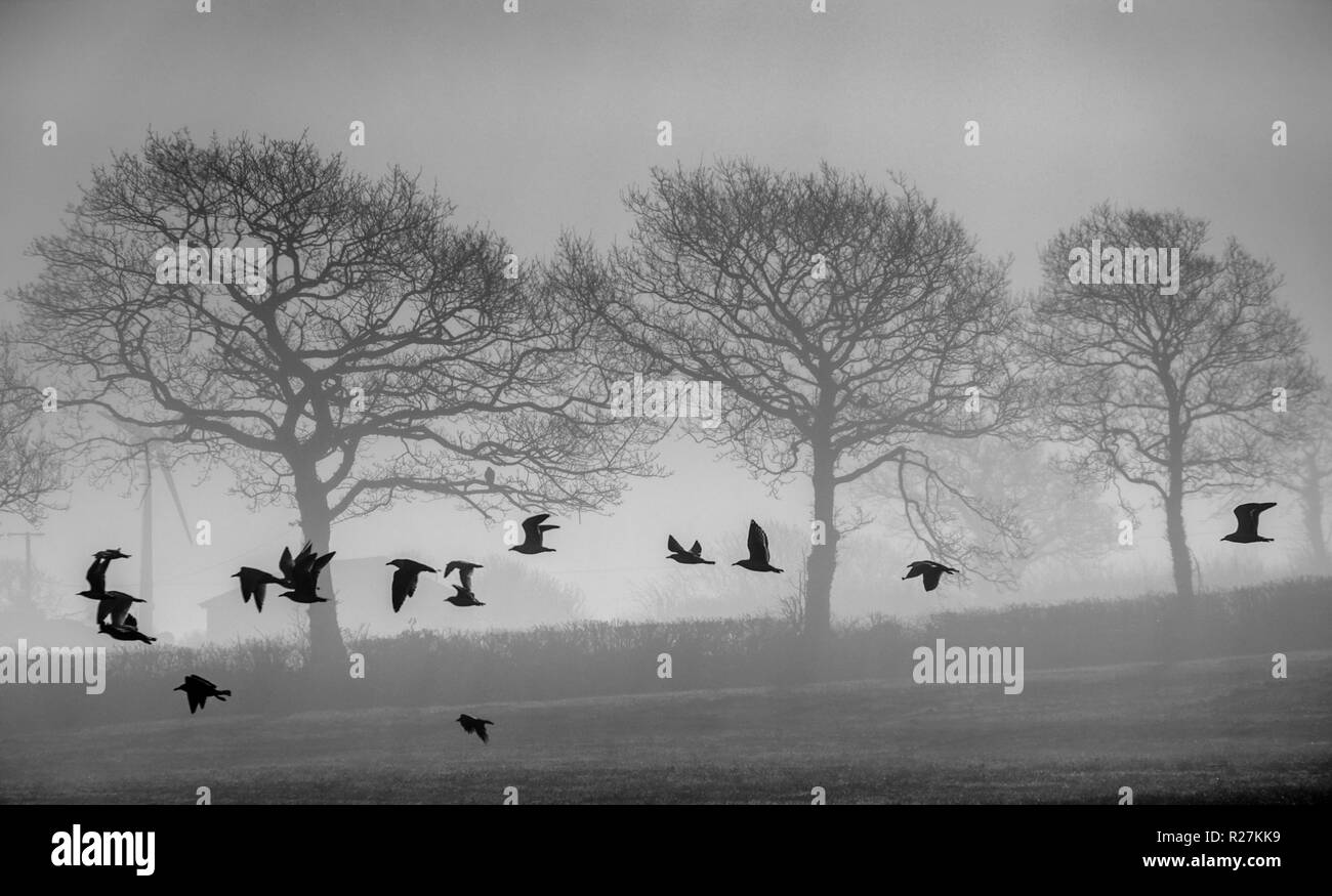 Crows fligh low across pasture land on a misty morning in spring. Stock Photo