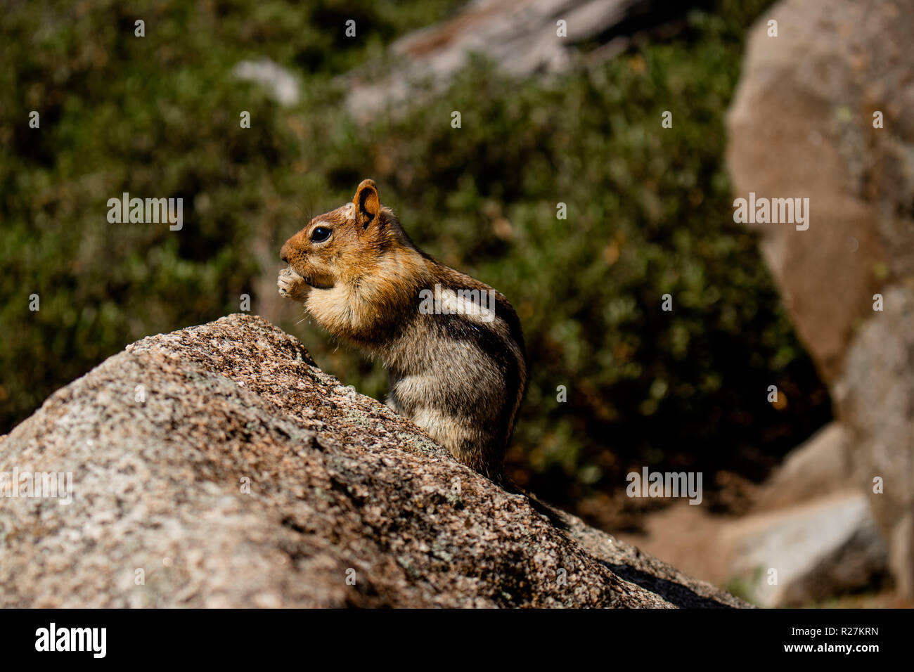 This is a picture of a chipmunk sitting on a rock, eating, with a green ...