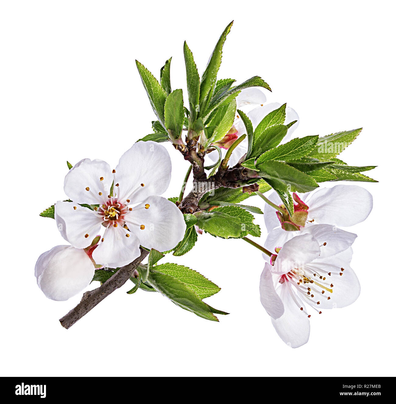 Market of flowers Cut Out Stock Images & Pictures - Alamy