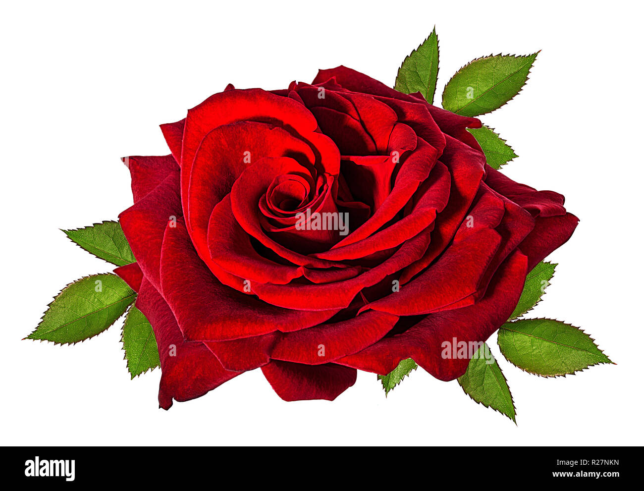 rose isolated on white background Stock Photo - Alamy
