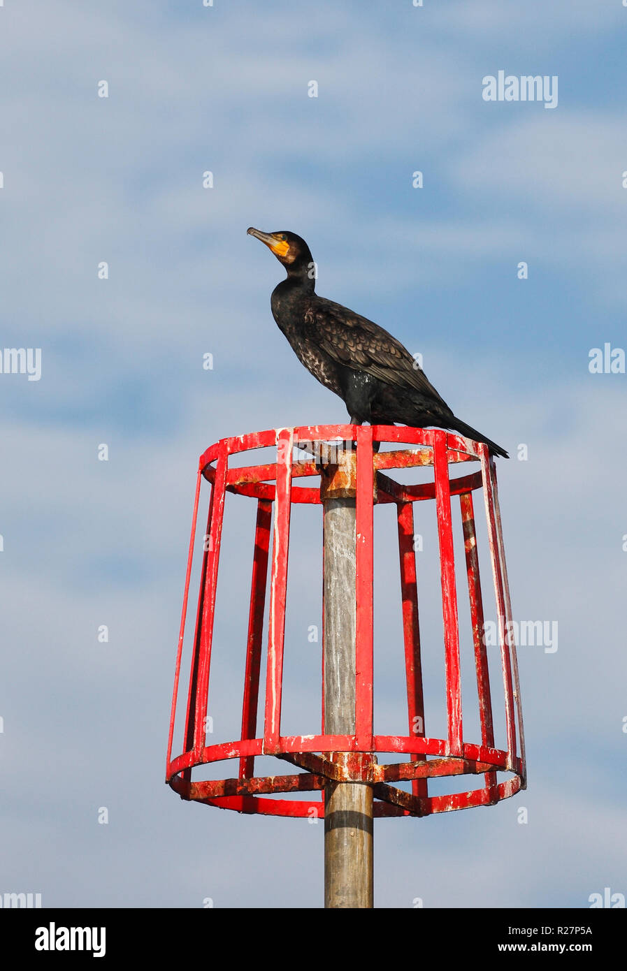 Cormorant phalacrocorax carbo perched on a groyne marker post. Stock Photo