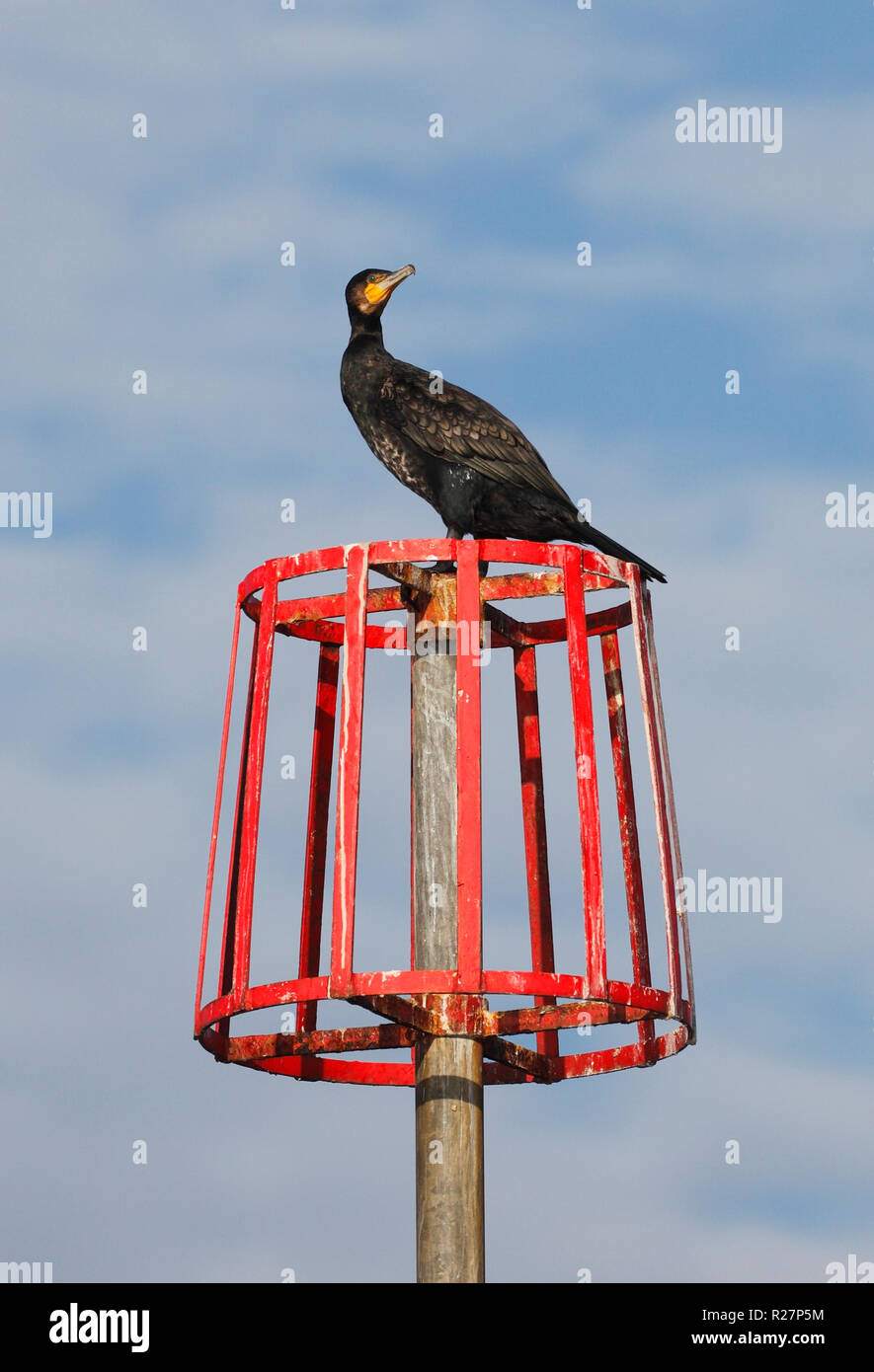 Cormorant phalacrocorax carbo perched on a groyne marker post. Stock Photo