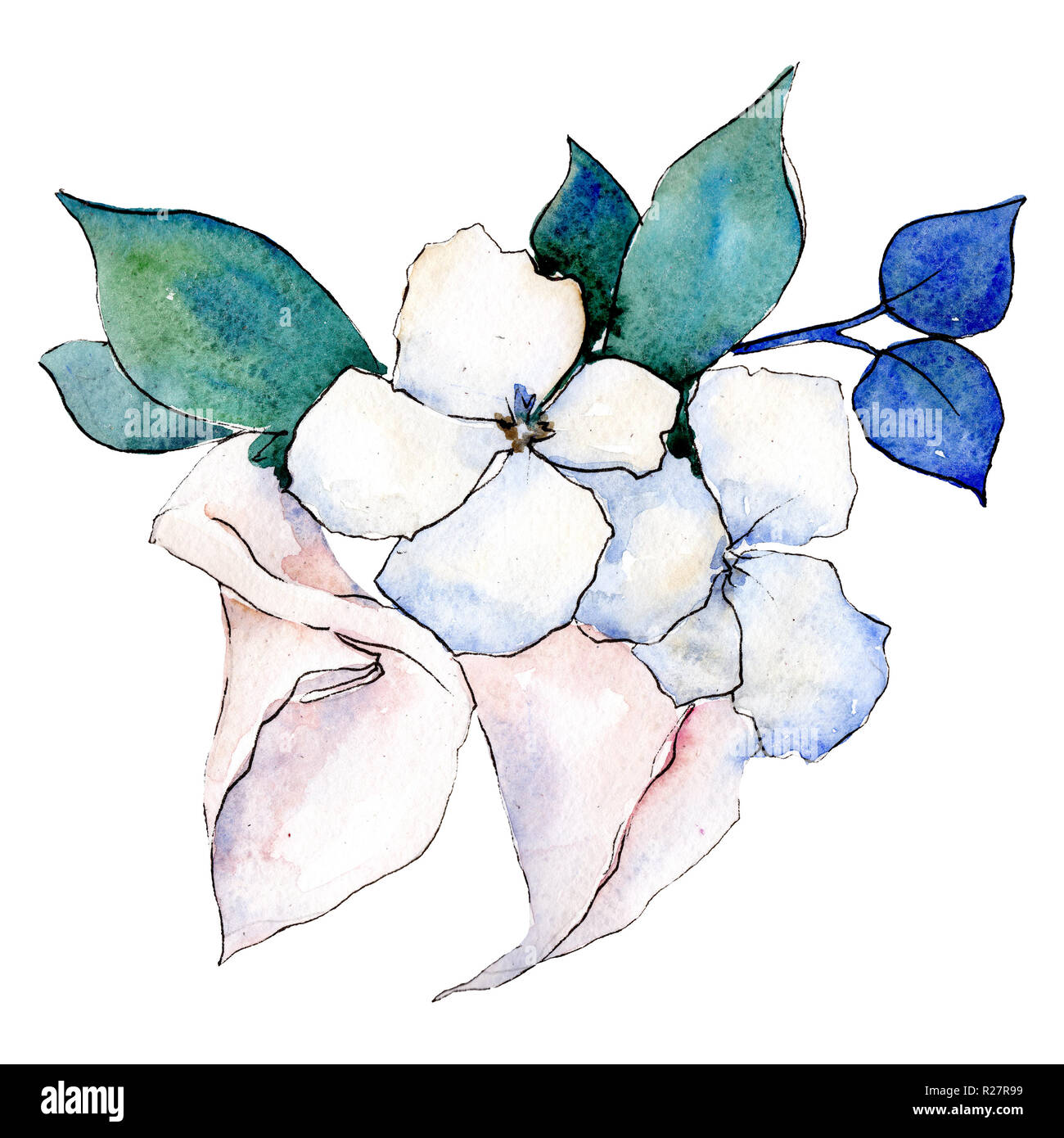 White hortensia flowers. Isolated flower illustration element. Background  set. Watercolour drawing aquarelle bouquet Stock Photo - Alamy